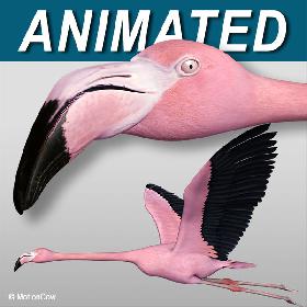Flamingo Pink - Flying